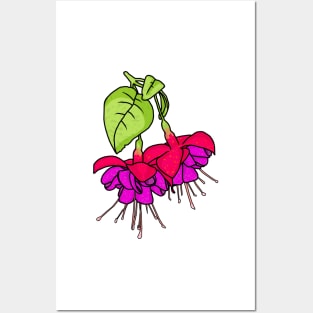 Fuchsia flowers Posters and Art